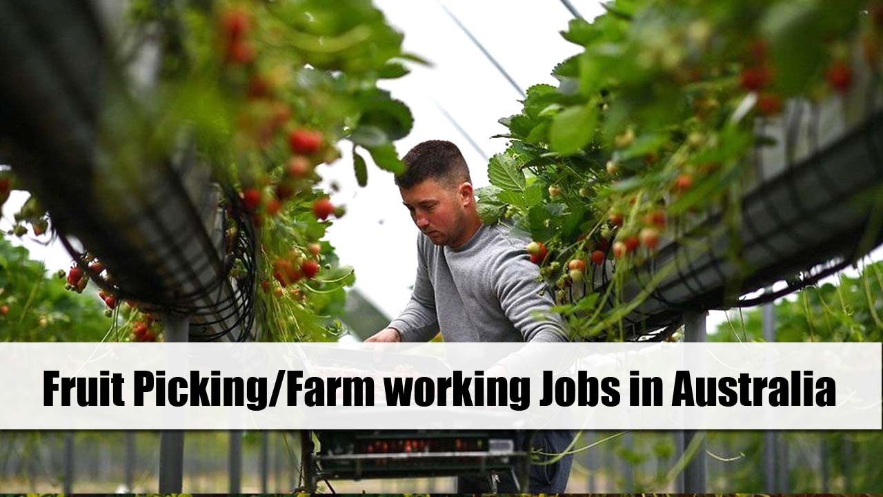Fruit Picking/Farm working Jobs in Australia with visa Sponsorship