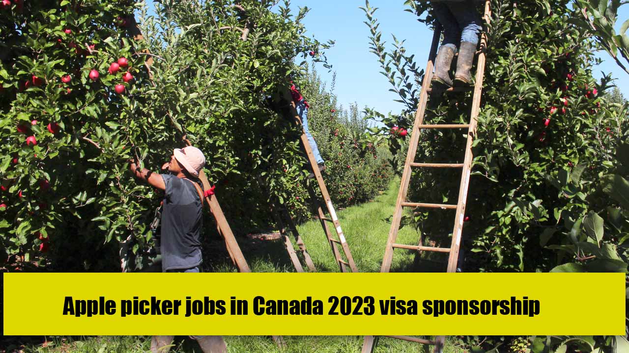 Apple picker jobs in Canada 2023 visa sponsorship