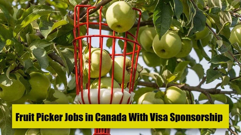 Fruit Picker Jobs in Canada With Visa Sponsorship 2023