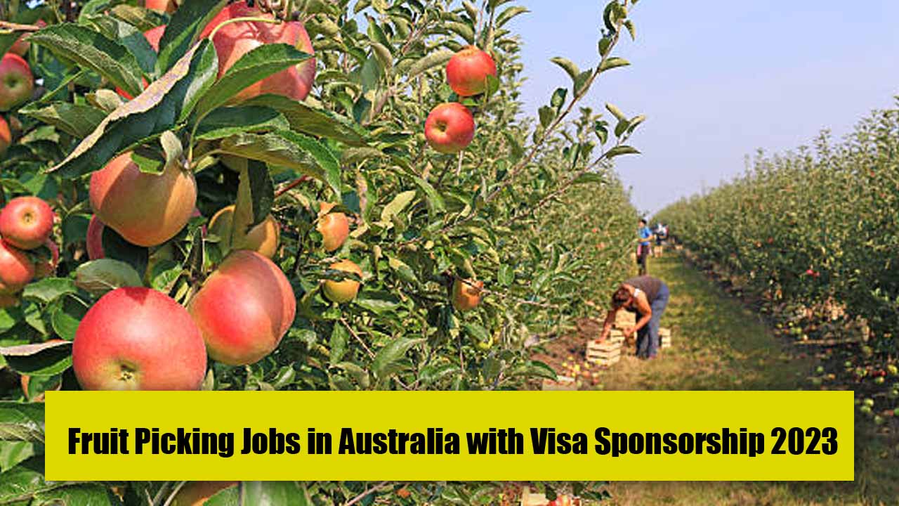 Fruit Picking Jobs in Australia with Visa Sponsorship 2023