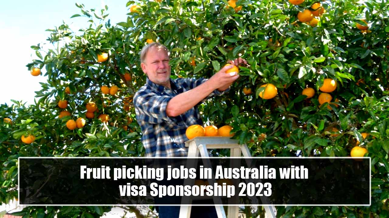Fruit picking jobs in Australia with visa Sponsorship 2023