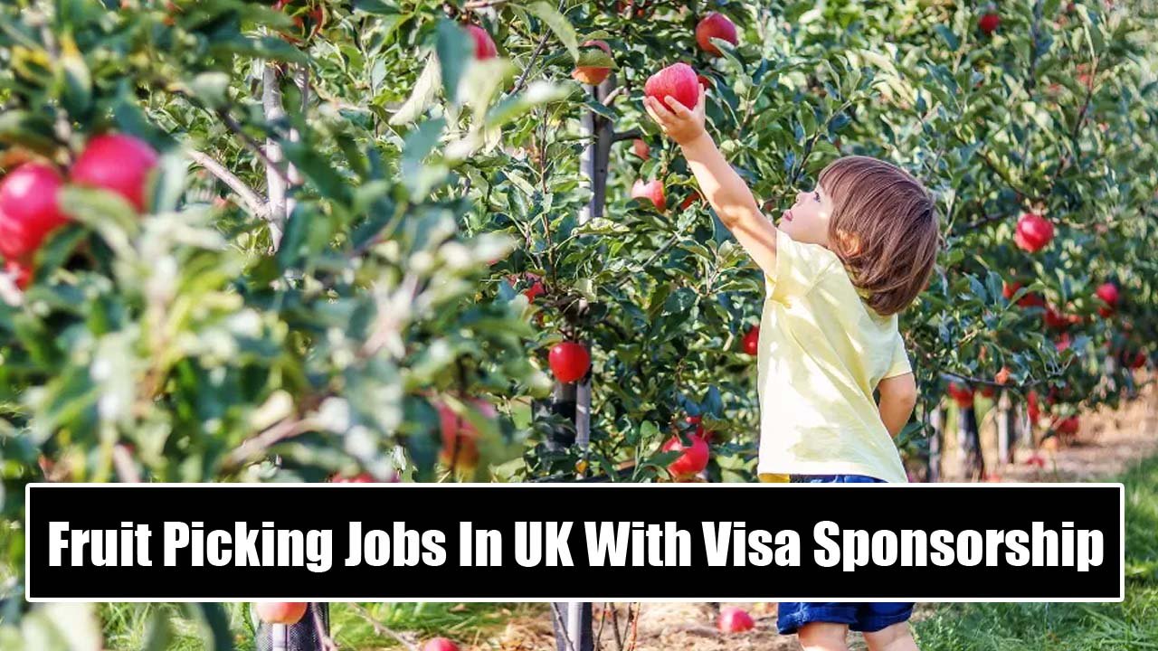 Fruit Picking Jobs In UK With Visa Sponsorship