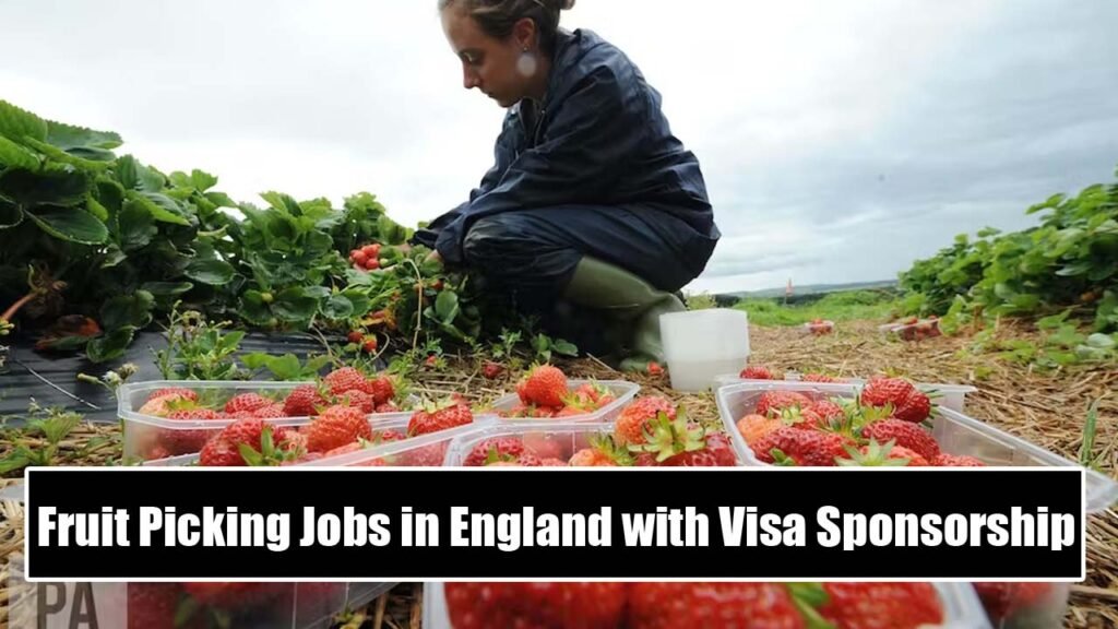 Fruit Picking Jobs in England with Visa Sponsorship