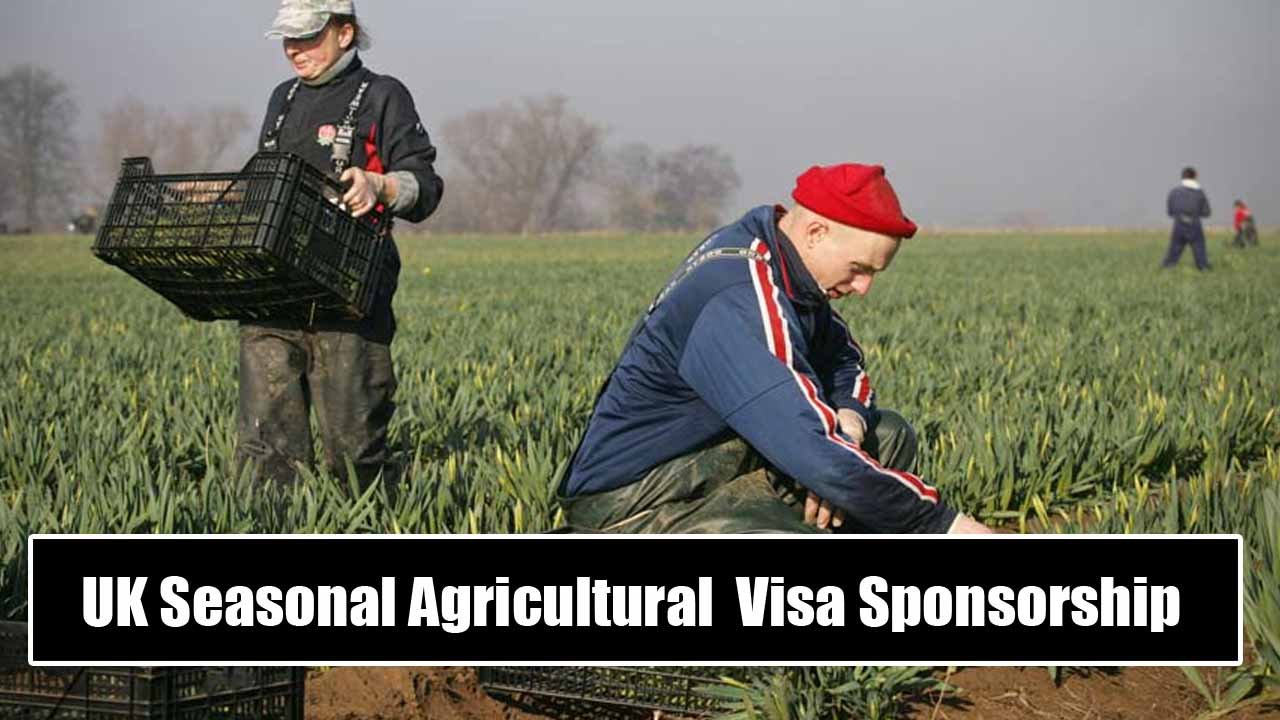 UK Seasonal Agricultural Workers Visa Sponsorship in 2024