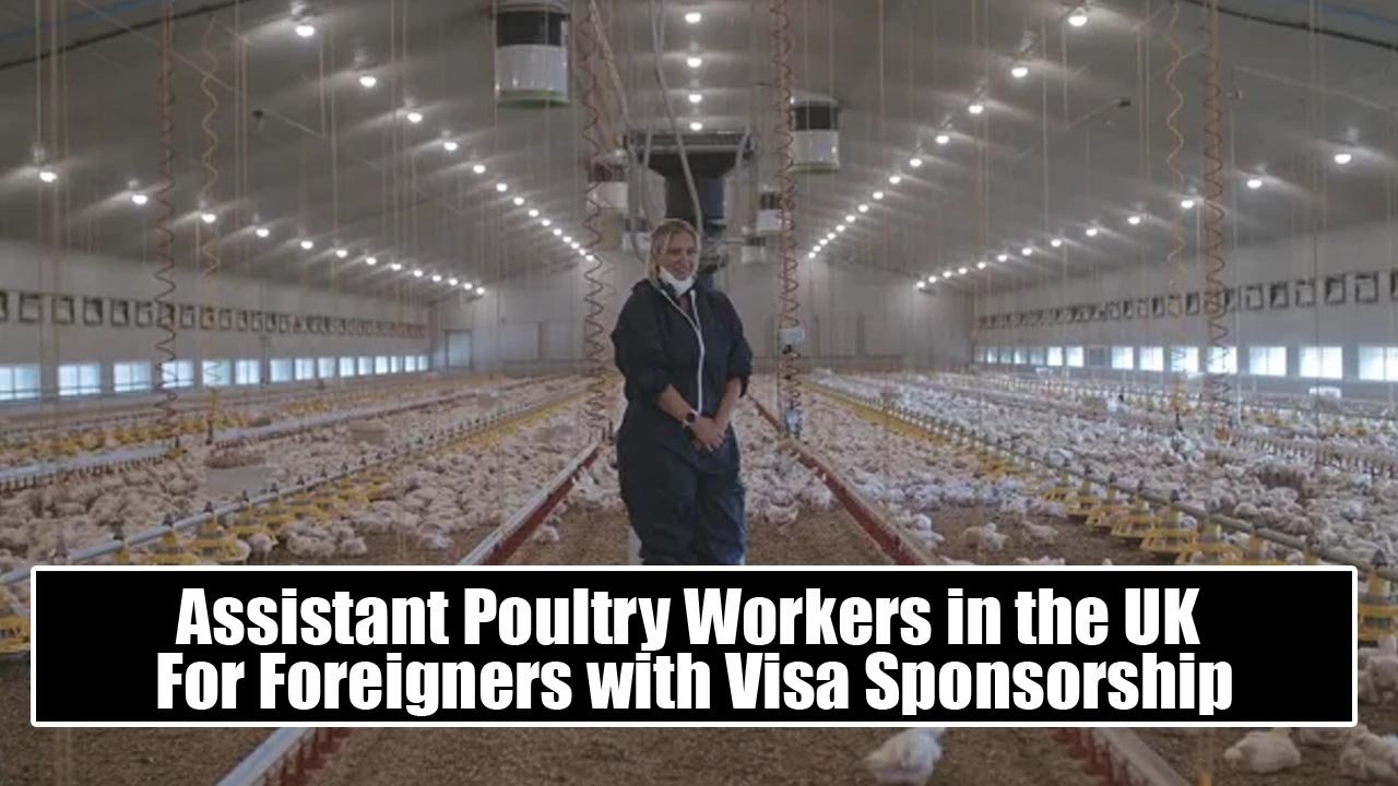 Assistant Poultry Workers in the UK For Foreigners with Visa Sponsorship