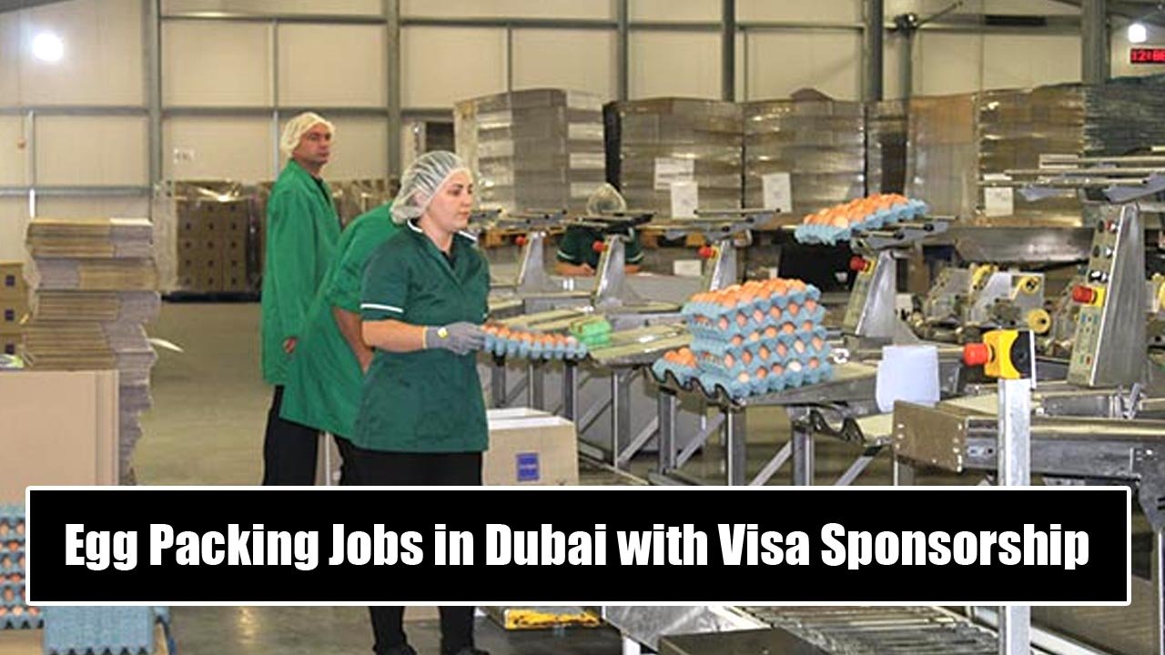 Egg Packing Jobs in Dubai with Visa Sponsorship