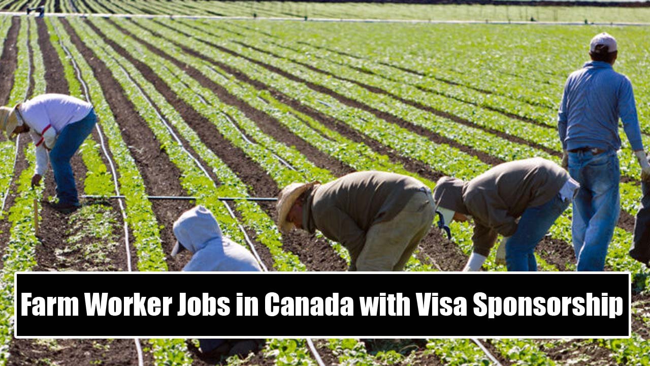 Farm Worker Jobs in Canada with Visa Sponsorship 2024