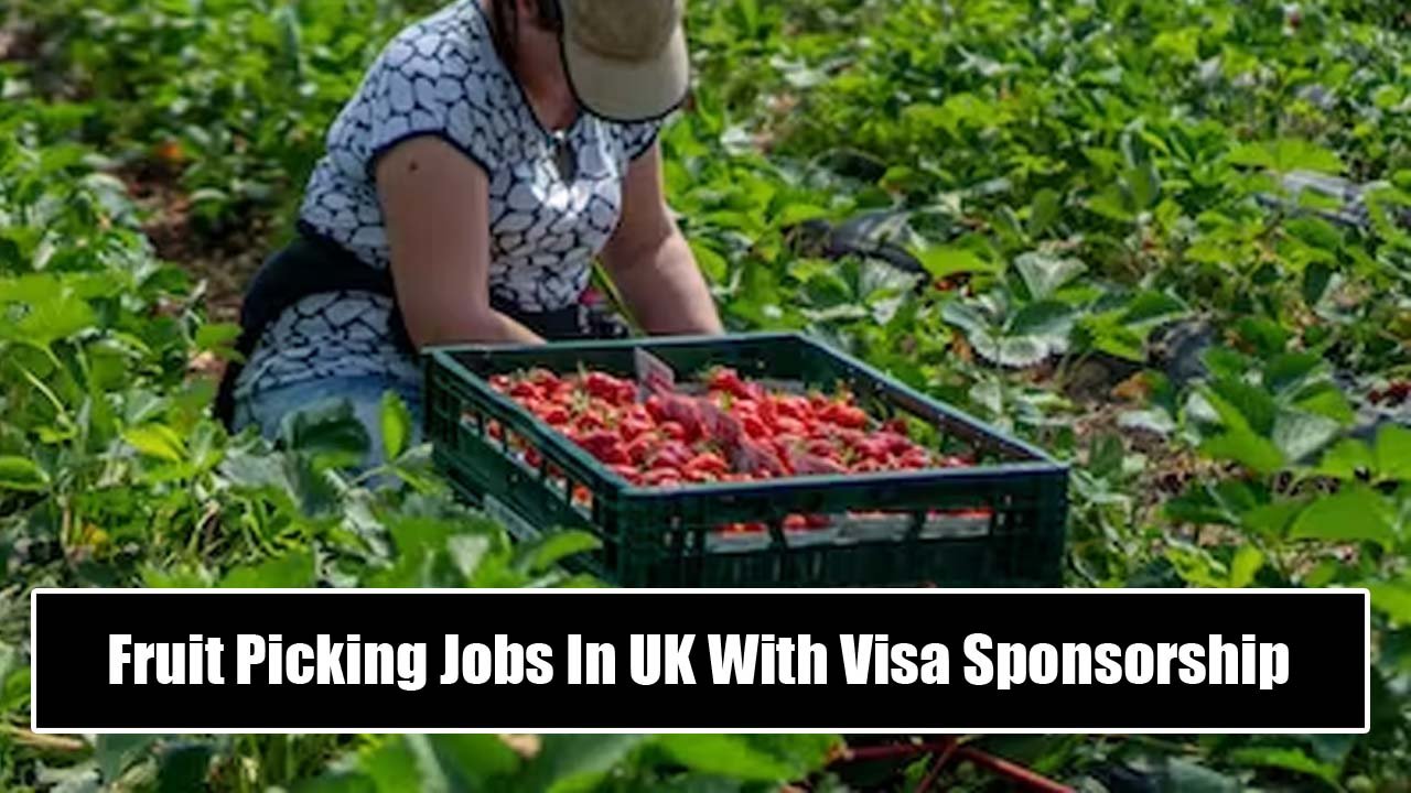 Fruit Picking Jobs In UK With Visa Sponsorship 2024