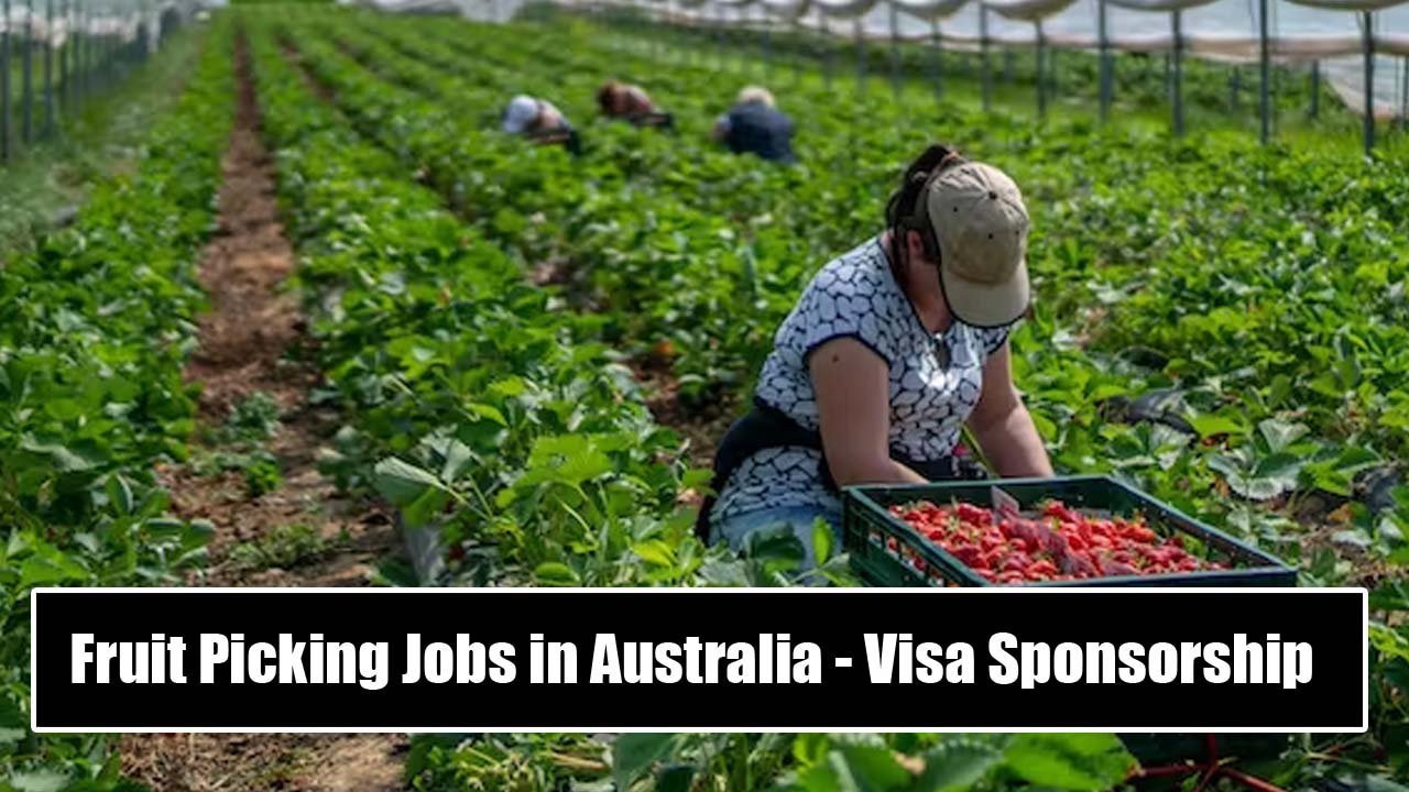 Fruit Picking Jobs in Australia With Visa Sponsorship 2024