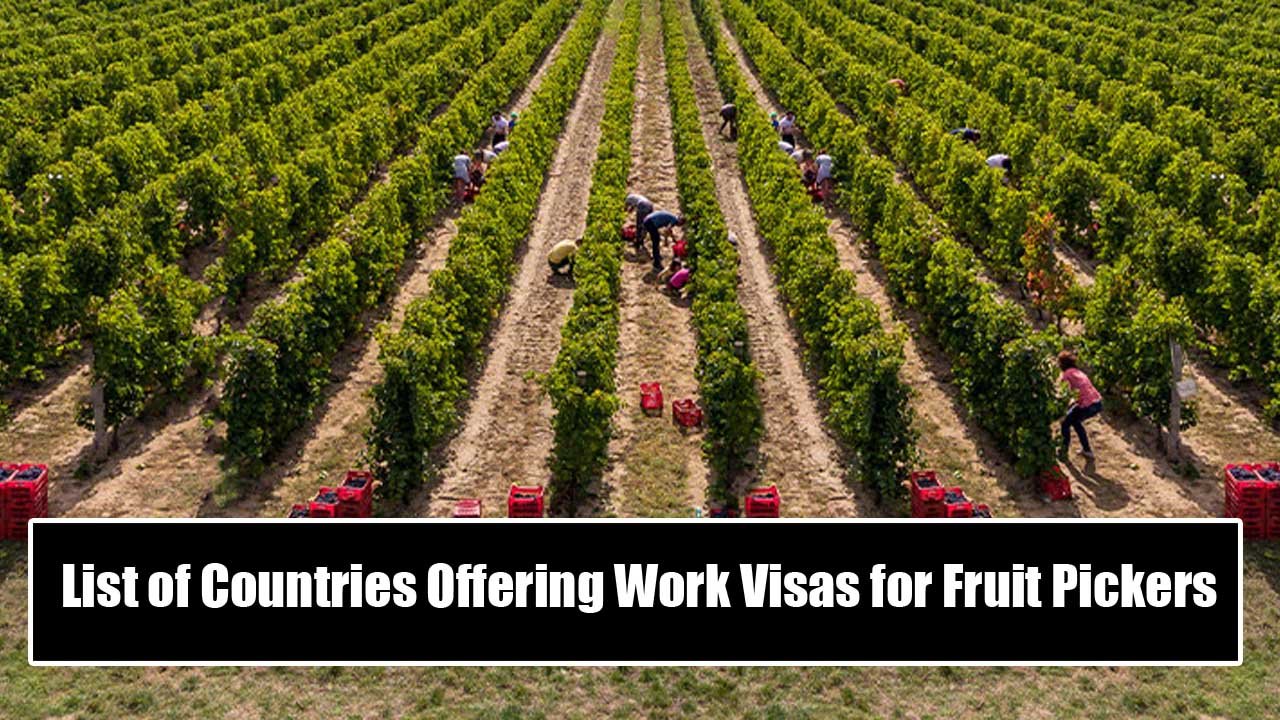 List of Countries Offering Work Visas for Fruit Pickers in 2024