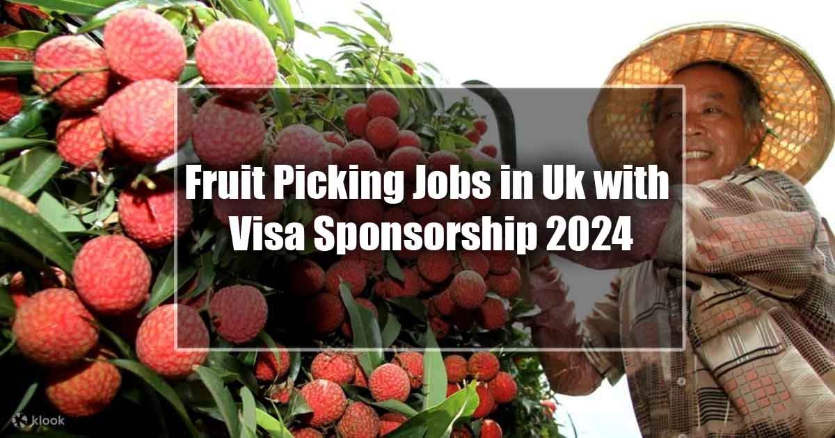 Fruit Picking Jobs in Uk with Visa Sponsorship 2024