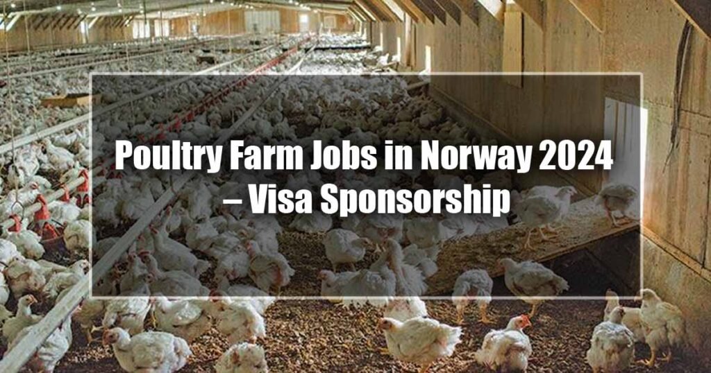 Poultry Farm Jobs in Norway 2024 – Visa Sponsorship