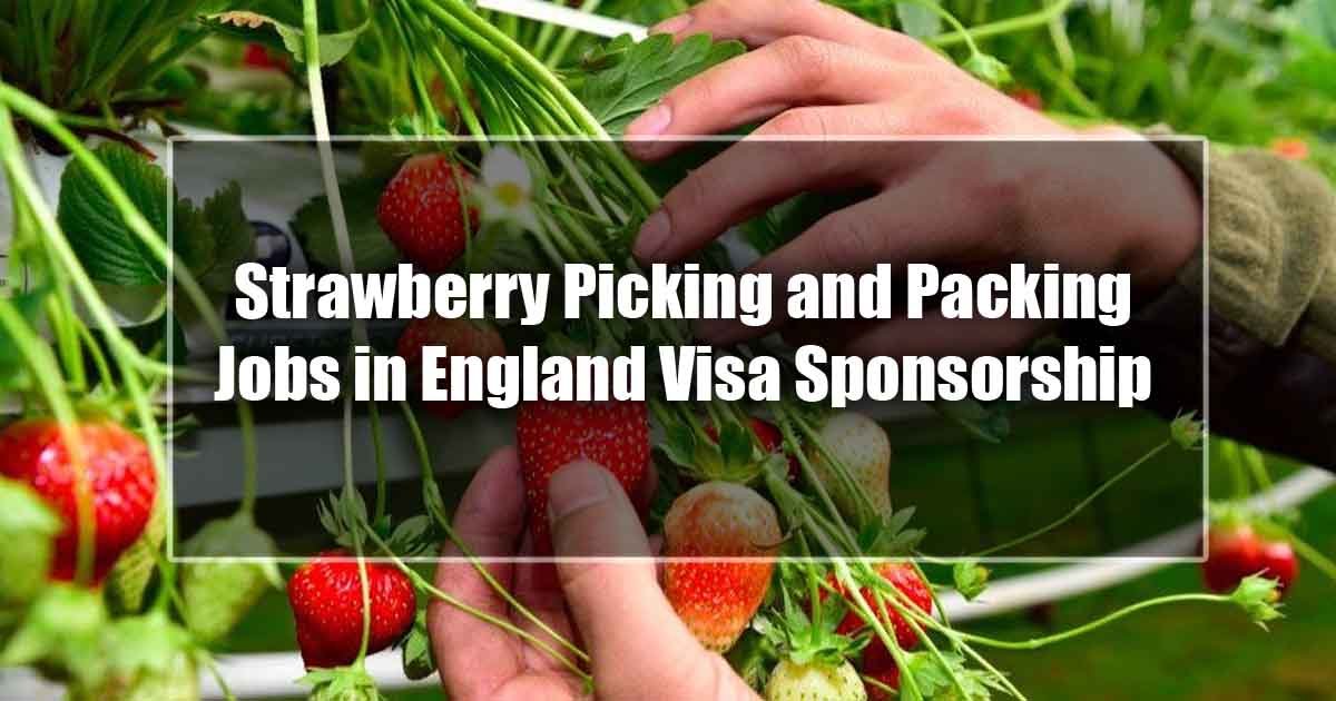 Strawberry Picking and Packing Jobs in England Visa Sponsorship