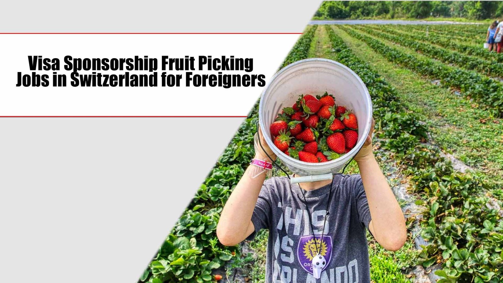 Visa Sponsorship Fruit Picking Jobs in Switzerland for Foreigners 2024
