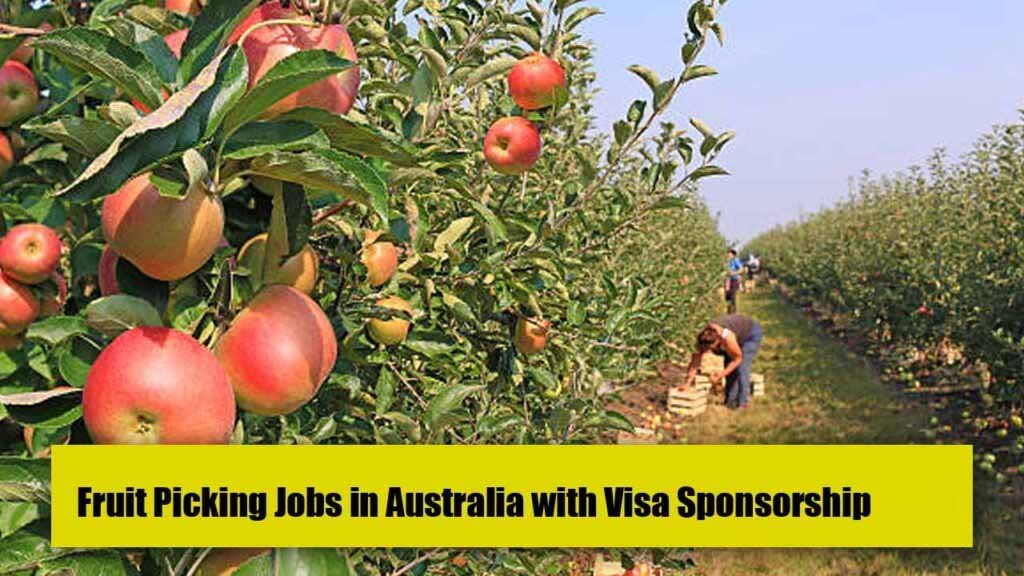 Fruit Picking Jobs in Australia with Visa Sponsorship 2024