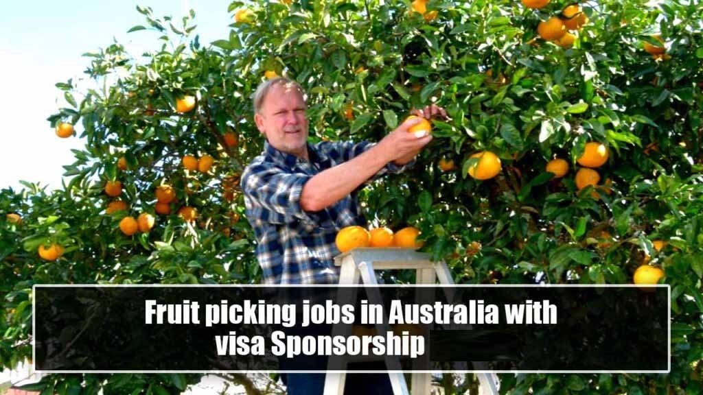 Fruit picking jobs in Australia with visa Sponsorship 2024